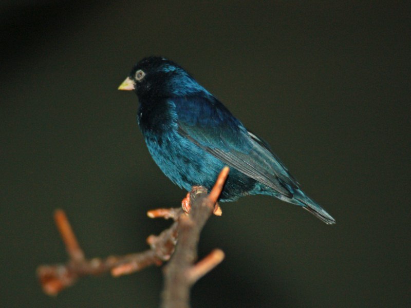 Alcuni piccoli uccelli da identificare